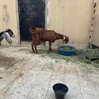 عند شامي