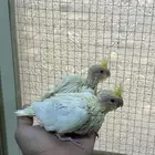 فرخين كروان غر لاتينو ماشاء الله