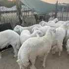 حريات جبر ناهي وحريات وسط ونعيم جبر ونعيم وسط