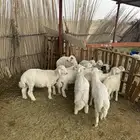 طليان للبيع