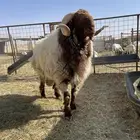 فحل نعيم للبيع