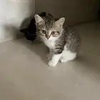 قطط لتبني