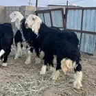 طليان نجد جروم وشحمم