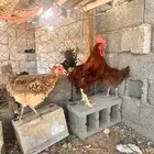 سلام عليكم ورحمة الله وبركاته