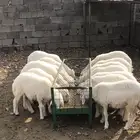 طليان حري وسواكن ابيض