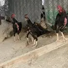 دجاج شامو