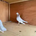 زوج طبات حمام صنعاني