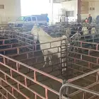 تيس فحل شرط القريع والإنتاج صحه وعافيه.