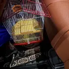 هامستر أليف وصغير مع شبك جاهز