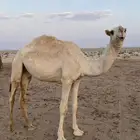 للبيع القعود العوني الي جده الازرق