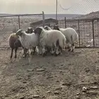 الخرفان نعيم طيبه