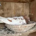 حمام هندي