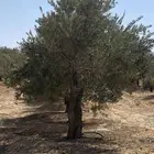 للبيع شجر زيتون معمر