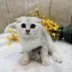 كتن اسكوتش فولد اب عن جد