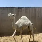 قعود للبيع طيب واطيب من التصوير