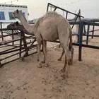 مزاد على قعدان آخر واحد نصيبه