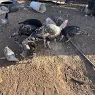 دجاج. رومي و بلدي