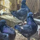 حمام كنق ( تم البيع )