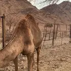 ناقة حايل