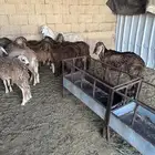 طليان سواكن 14راس جذعان مرابي اربع شهور
