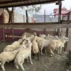 ذبايح بلدي وحر ي للبيع