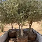 زيتون ونخل فاخر درجه اولى