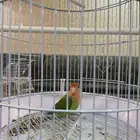 عصفور روز