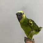 طير امروني أليف