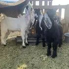 جفار طيبه