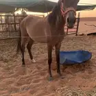 مهره عربيه شعبيه