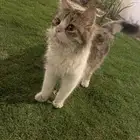 قطة اليفة جدا للتبني