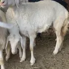 ضان صنف بنات بعض