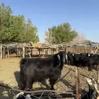 فحل عارضي