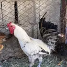 ديك فيومي للبيع