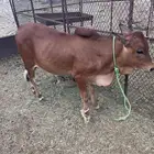 نعرض لكم ثور
