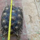 سلاحف سولكاتا للبيع