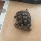 سلحفاه بريه للبيع   .