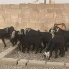 جفار جذعان وحدة رباع مقاني طيبه و2 فحول