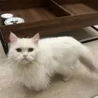 قطوه ضايعه بيضا