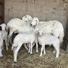 حريات متاومه