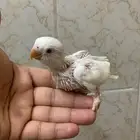 فروخ روز البينو عيون احمر