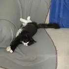 قط ذكر للتبني