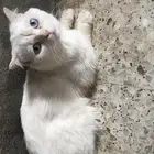 قط للتبني