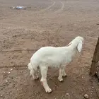 خروف مندي فل الفل على شعير تم البيع تم البيع