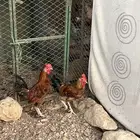 ديوك بلدي من البر