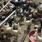 دجاج