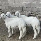 بهم نظاف وكفو