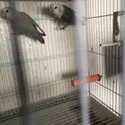 جوزين انتاج للبيع مع فروخه