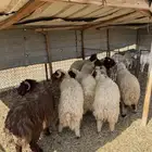 ذبايح نعيمي جذع و هرفي
