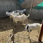 معزا للبيع